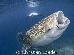 Whale Shark and Manta feeding together!! :-o 
  Olympus ... by Christian Loader 